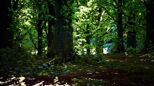 Videohive - Forest Landscape with Old Massive Trees and Mossy Stones - 47640480 - 47640480