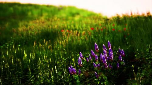 Videohive - Grass on the Field During Sunrise - 47640498 - 47640498