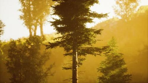 Videohive - Depth of Coniferous Forest with Magical Sunlight Passing Between the Trees - 47640629 - 47640629