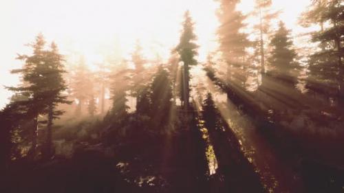 Videohive - Magic Dark Autumn Forest Scenery with Rays of Warm Light - 47640637 - 47640637