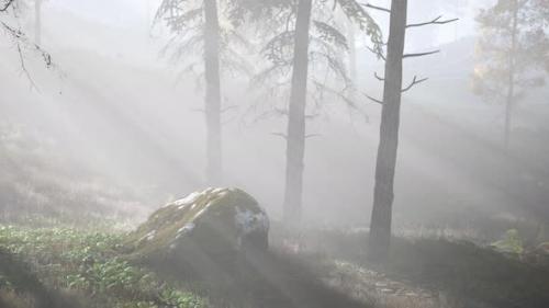 Videohive - Bright Early Morning Forest in Mountains - 47640671 - 47640671