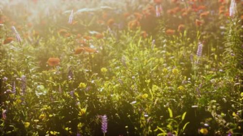 Videohive - Abundance of Blooming Wild Flowers on the Meadow at Spring Time - 47640703 - 47640703