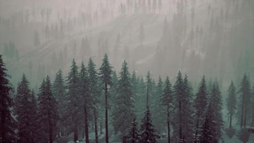 Videohive - Carpatian Mountains Fog and Mist at the Pine Forest - 47640813 - 47640813