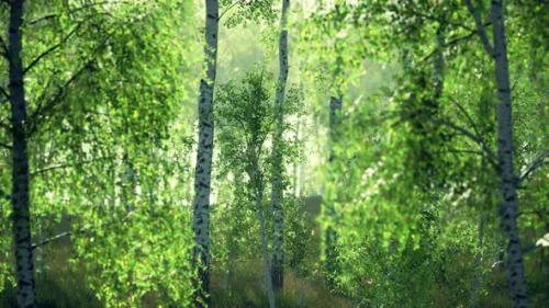 Videohive - Summer July View of Birch Grove in Sunlight - 47640999 - 47640999