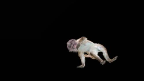 Videohive - 66 Breakdance Ending Monkey Dance HD - 47644291 - 47644291