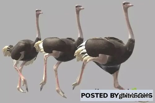 Ostrich v1.0