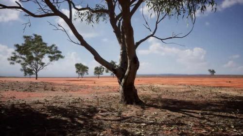 Videohive - Acacias Trees in the Landscape of Tanzania with Clouds in the Sky - 47639469 - 47639469