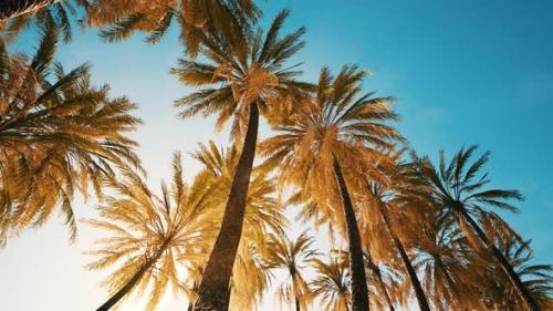 Videohive - View of the Palm Trees Passing By Under Blue Skies - 47640050 - 47640050