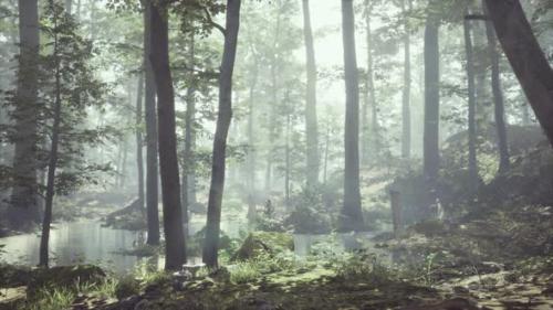 Videohive - Forest with Pond and Mist with Sunrays - 47640295 - 47640295