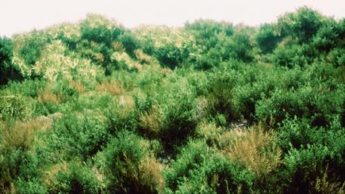 Videohive - Dried Grass Tufts on Moorland - 47640514 - 47640514