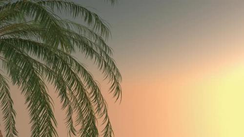 Videohive - Palm Tree In Evening - 47635997 - 47635997