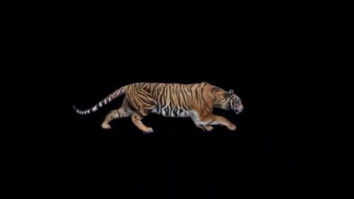 Videohive - Tiger Sneak Walk - 47637782 - 47637782