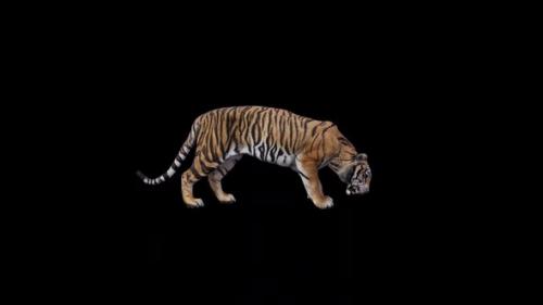 Videohive - Tiger Eat - 47637783 - 47637783