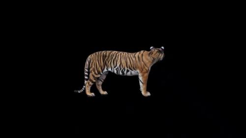 Videohive - Tiger Idle - 47637788 - 47637788