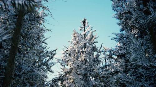 Videohive - Winter Calm Forest at Sunny Day - 47639635 - 47639635