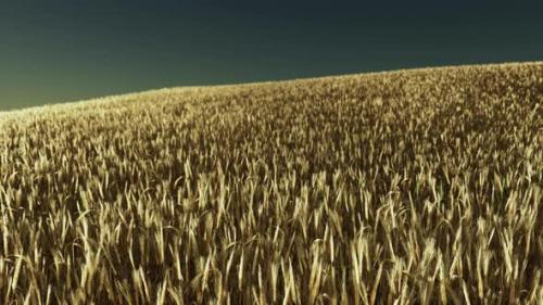 Videohive - Golden Wheat Field at Hot Summer - 47639928 - 47639928