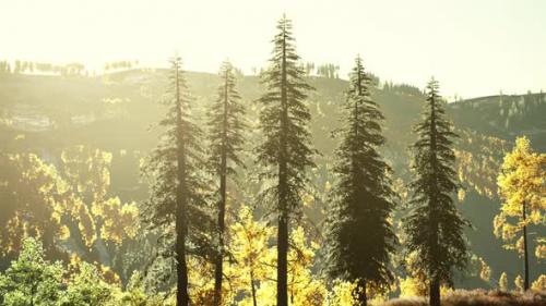 Videohive - Mountain Valley with Pine Forest Against the Distant Ridges - 47640003 - 47640003