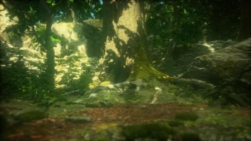 Videohive - the Primeval Forest with Mossed Ground - 47640488 - 47640488