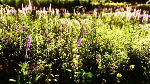 Videohive - Beautiful Summer Meadow with Wild Flowers in Grass Against of Dawn Morning - 47640684 - 47640684