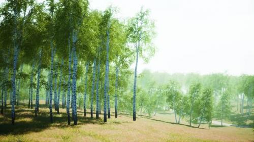 Videohive - Birch Forest in Sunlight in the Morning - 47641041 - 47641041