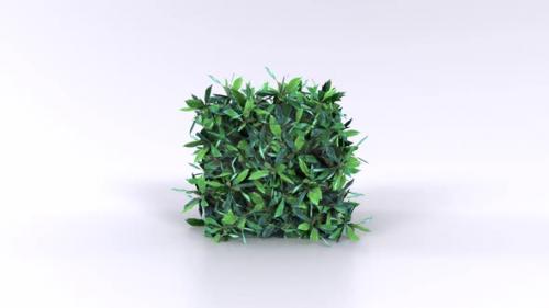 Videohive - Small Hedge 3d object rotating loop - 47698779 - 47698779