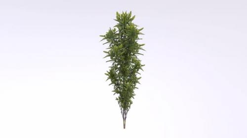 Videohive - Tiny Weed 3d object rotating loop - 47700094 - 47700094