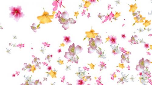 Videohive - Flowers Falling Seamless Loop Alpha V3 - 47704464 - 47704464