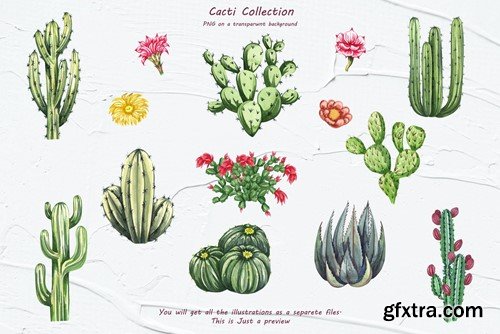 Cactus Watercolor Clipart. Succulent PNG 96JV964