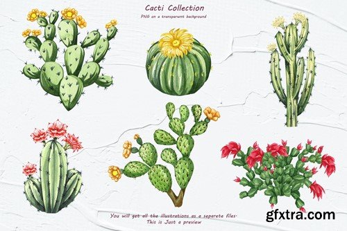 Cactus Watercolor Clipart. Succulent PNG 96JV964