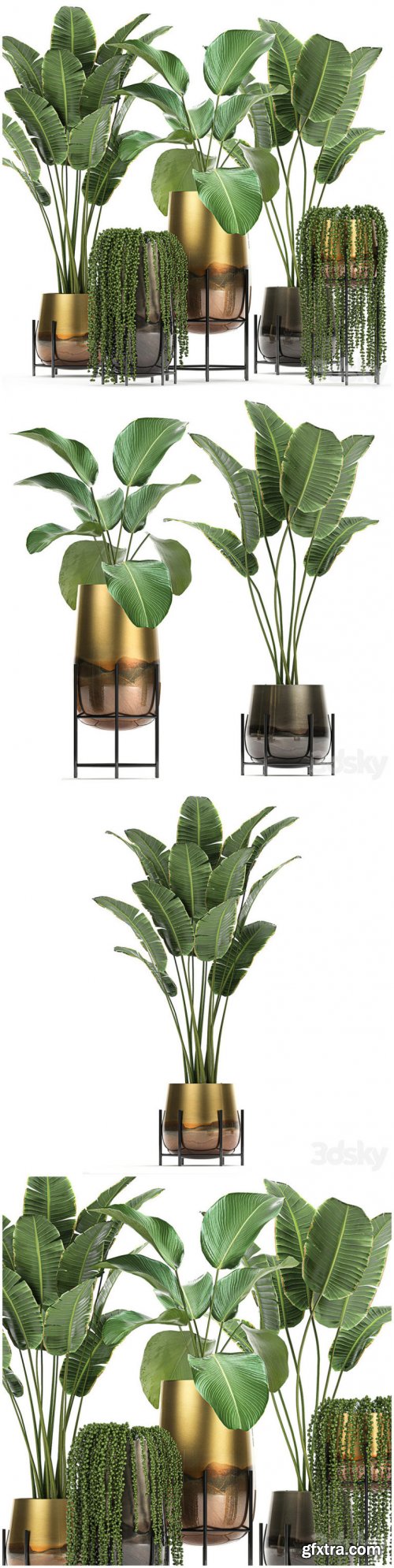 Plant collection 768 Plant collection 768. golden flowerpot, banana, strelitzia, groundsel, pot, luxury, decor, succulents, strelitzia, banana palm, calathea lutea, hanging plants