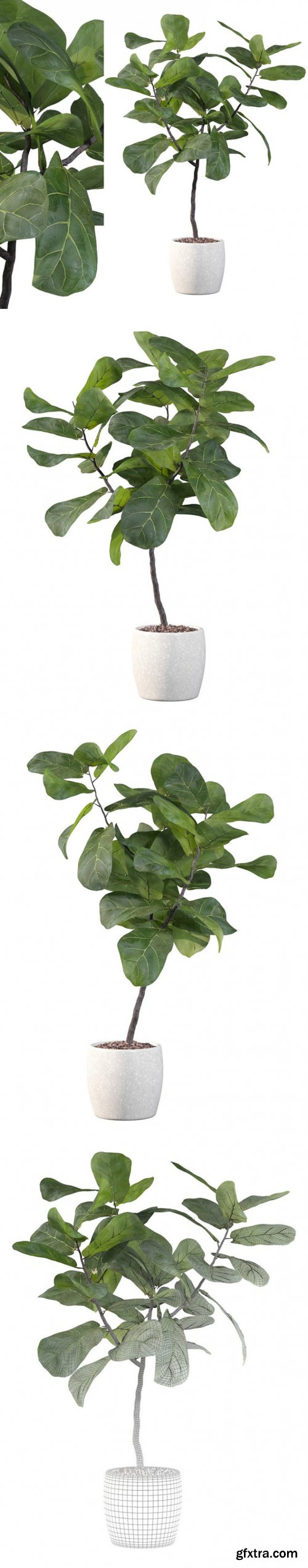 Plants Collection 101 Ficus Lyrata