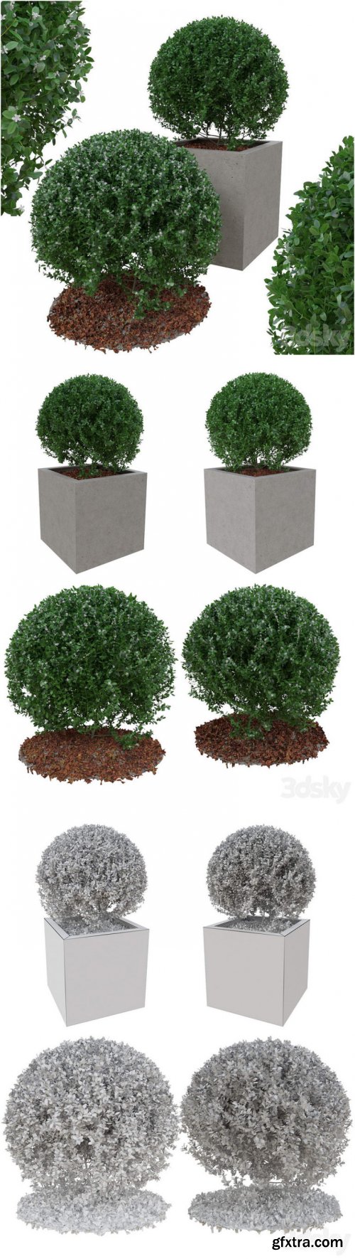 Boxwood bush in the form of a ball