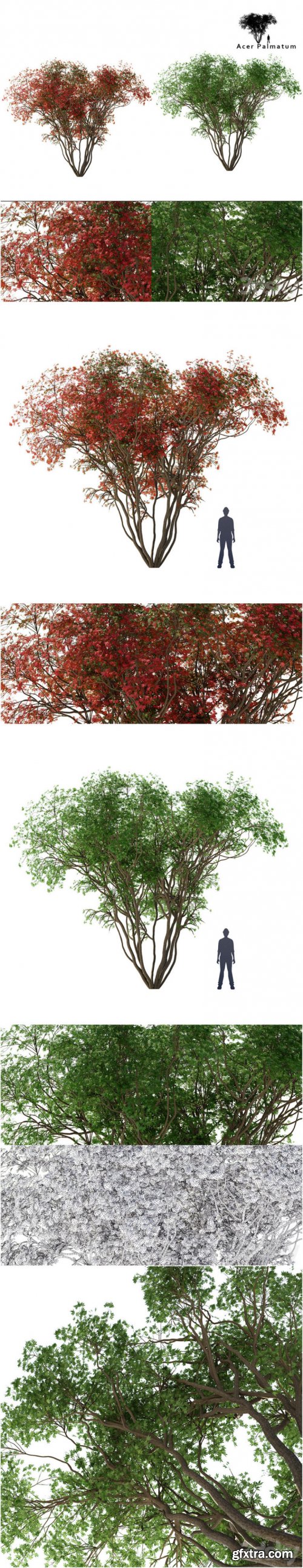 Japanese maple season 2 Acer palmatum tree