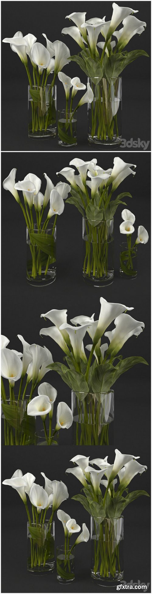 Calla lily