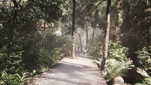 Videohive - Wooden Walking Way Leading Through Beautiful Autumn Forest - 47758151 - 47758151