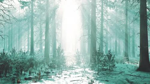 Videohive - Pine Forest Illuminated By the Morning Sun on a Foggy Early Spring Day - 47758153 - 47758153