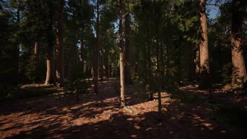 Videohive - Scale of the Giant Sequoias of Sequoia National Park - 47758222 - 47758222