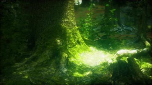 Videohive - Beautiful Green Moss on the Floor and Trees - 47758397 - 47758397