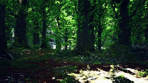 Videohive - Green Forest Scenery with the Sun Casting Beautiful Rays Through the Foliage - 47758452 - 47758452