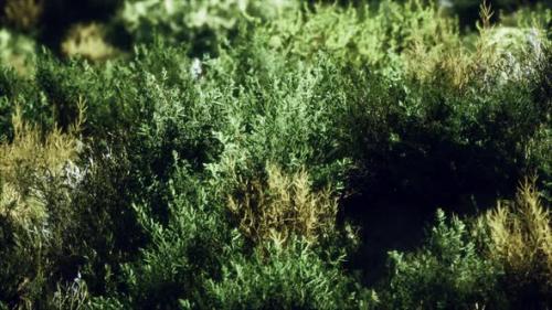 Videohive - Dried Grass Tufts on Moorland - 47758626 - 47758626