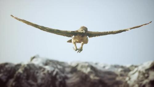 Videohive - Extreme Slow Motion Shot of Eagle - 47759569 - 47759569