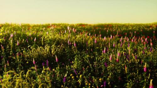 Videohive - Spring Meadow with Flowers on Sunset - 47759623 - 47759623