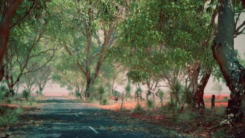 Videohive - Open Road in Australia with Bush Trees - 47760276 - 47760276