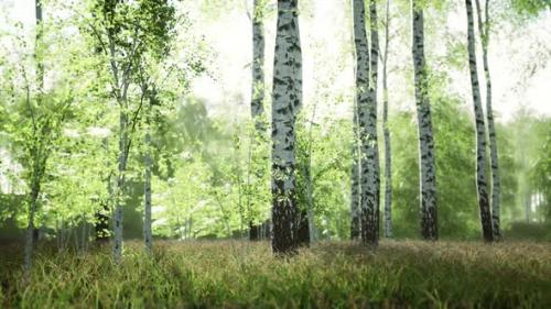 Videohive - White Birch Trees in the Forest in Summer - 47760310 - 47760310