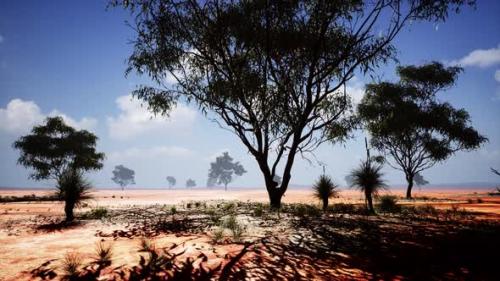 Videohive - Large Acacia Trees in the Open Savanna Plains of Namibia - 47786816 - 47786816