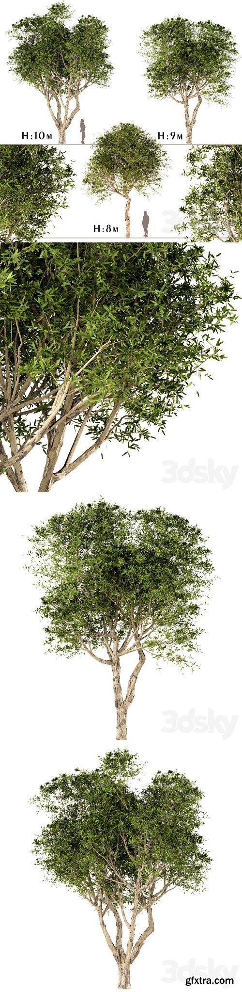 Set of Broad Leaved Paperbark Trees (Melaleuca Quinquenervia) (3 Trees)