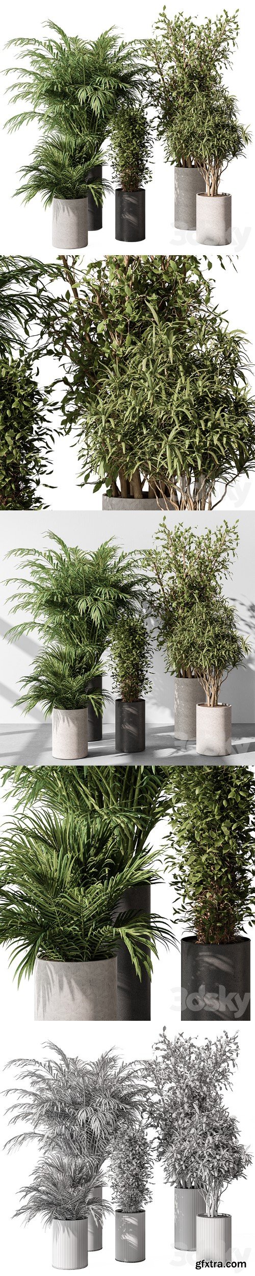 indoor Plant Set 386- Tree and Plant Set in pot