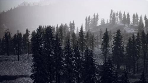 Videohive - Misty Foggy Mountain Landscape with Fir Forest - 47787344 - 47787344