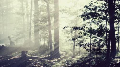 Videohive - Beautiful Morning in the Forest - 47787612 - 47787612