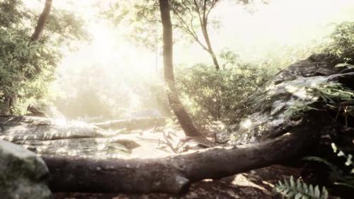 Videohive - Sunbeam Shine Through the Green Forest - 47787615 - 47787615